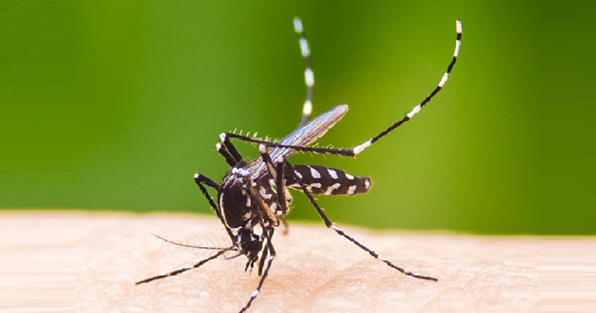 ডেঙ্গুতে ২ জনের মৃত্যু, হাসপাতালে ৪৫৫